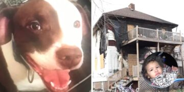 Il cane fedele aiuta a salvare il bambino dall’incendio della casa
