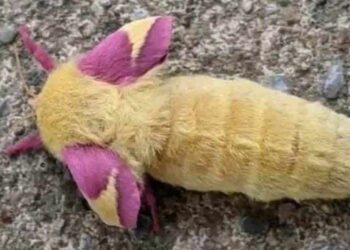 L’uomo ha trovato una misteriosa creatura simile a un giocattolo per bambini nel suo giardino. Non ha esitato a fotografarla