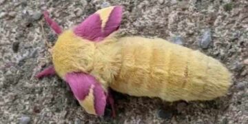 L’uomo ha trovato una misteriosa creatura simile a un giocattolo per bambini nel suo giardino. Non ha esitato a fotografarla