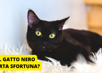 gatto-nero