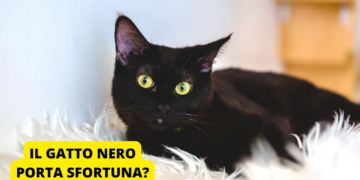 gatto-nero