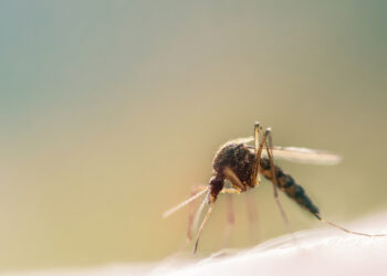 Le zanzare non si avvicineranno più: bastano delle gocce di questo prodotto