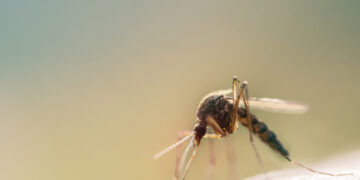Le zanzare non si avvicineranno più: bastano delle gocce di questo prodotto