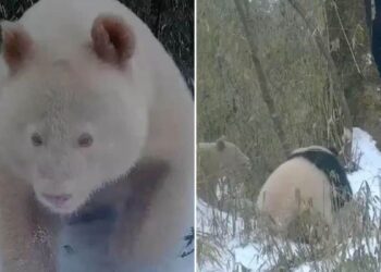 Unico al mondo, il panda albino viene avvistato in Cina e i video diventano virali
