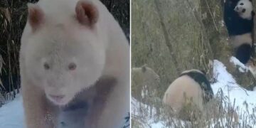 Unico al mondo, il panda albino viene avvistato in Cina e i video diventano virali