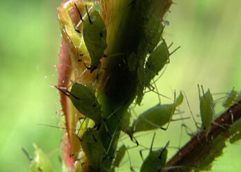 Come eliminare i pidocchi delle rose con rimedi naturali