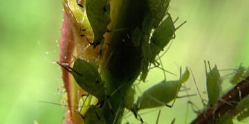 Come eliminare i pidocchi delle rose con rimedi naturali