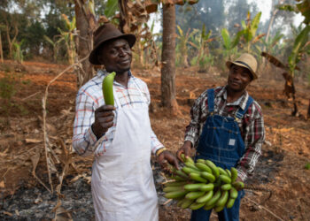 Interra una banana e dopo 7 giorni avrai una vera sorpresa
