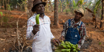 Interra una banana e dopo 7 giorni avrai una vera sorpresa