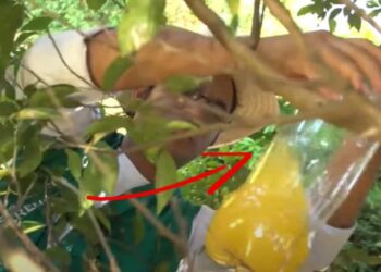 Trappola per insetti