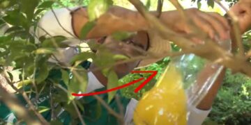 Trappola per insetti