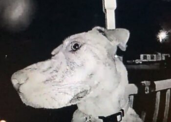 Il cane scomparso suona il campanello della famiglia alle 3 del mattino per dire loro che è a casa