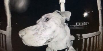 Il cane scomparso suona il campanello della famiglia alle 3 del mattino per dire loro che è a casa