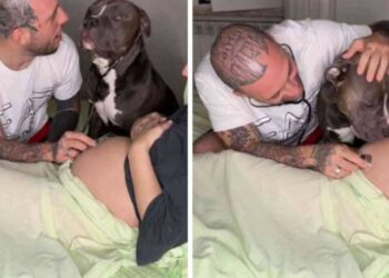 Il cane ha sentito il battito cardiaco del bambino del tutore e ha reagito magnificamente