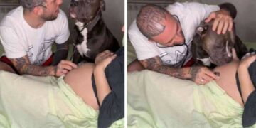 Il cane ha sentito il battito cardiaco del bambino del tutore e ha reagito magnificamente