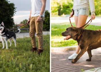 cane guinzaglio o pettorina