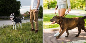 cane guinzaglio o pettorina