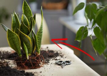 come-riprodurre-la-sanseveria