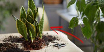 come-riprodurre-la-sanseveria