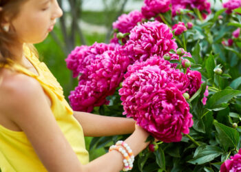 Per mantenere il tuo giardino sempre rigoglioso: scopri quali piante perenni piantare