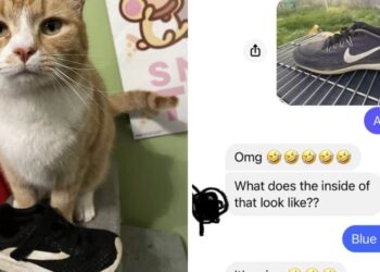 Quartiere risolve piccoli furti: era il gatto ladro di tennis