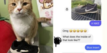 Quartiere risolve piccoli furti: era il gatto ladro di tennis