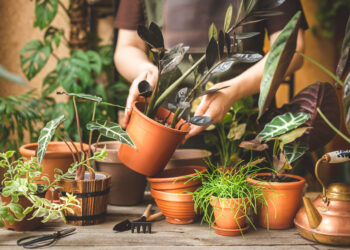 Evita di tenere questa pianta in casa: possibili rischi per la tua salute