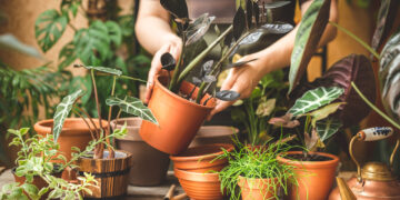 Evita di tenere questa pianta in casa: possibili rischi per la tua salute