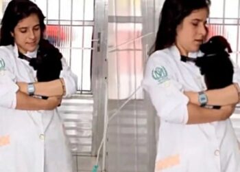 La veterinaria canta al cucciolo salvato affinché si riprenda (VIDEO)