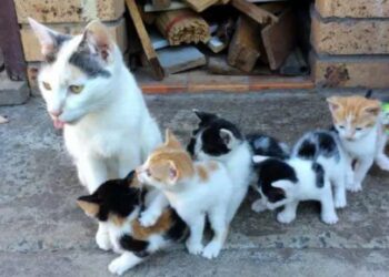 Gatta teneva i suoi bambini al sicuro e li nutriva anche se non aveva nulla da mangiare