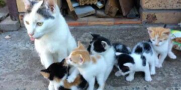 Gatta teneva i suoi bambini al sicuro e li nutriva anche se non aveva nulla da mangiare