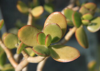 Come si pota l’albero di giada: ecco la guida