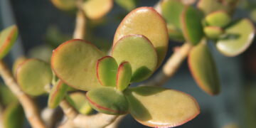 Come si pota l’albero di giada: ecco la guida