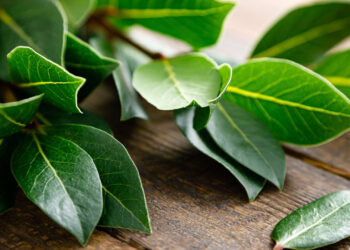 L’utilità sorprendente di conservare le foglie di alloro nel frigorifero.