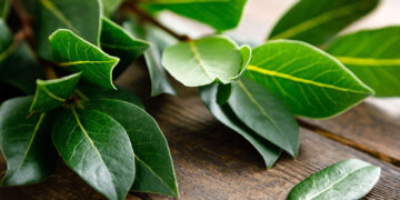 L’utilità sorprendente di conservare le foglie di alloro nel frigorifero.