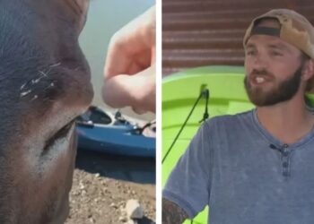 Con dolorose spine sul viso, questo asino chiede aiuto a un essere umano.