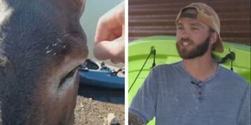 Con dolorose spine sul viso, questo asino chiede aiuto a un essere umano.