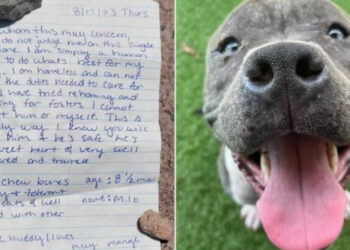 Senzatetto lascia il suo cane Milo con una commovente lettera al rifugio: Trova rapidamente una nuova famiglia