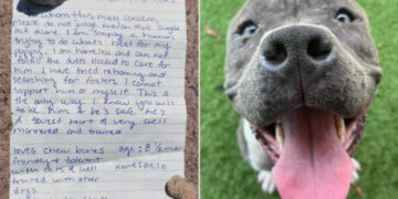 Senzatetto lascia il suo cane Milo con una commovente lettera al rifugio: Trova rapidamente una nuova famiglia