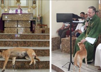 Un prete accoglie cani randagi in chiesa sperando che vengano adottati.