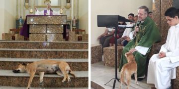 Un prete accoglie cani randagi in chiesa sperando che vengano adottati.